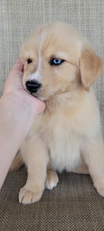 Goldie , a female Golden Retriever for sale in Limestone, TN – 7 of 7