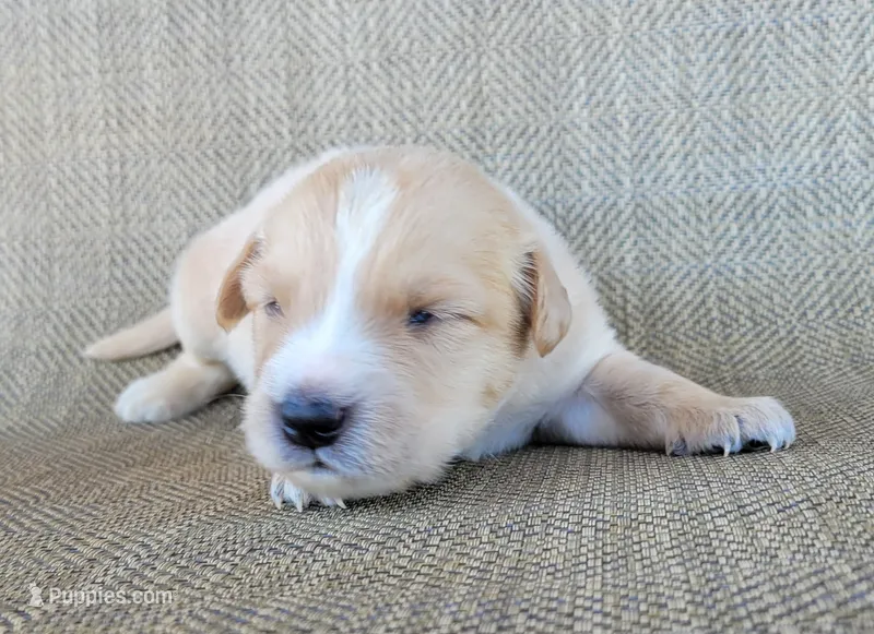 Blake  – Australian Shepherd, Golden Retriever puppy for sale in Limestone, TN