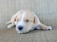 Blake , a male Australian Shepherd and Golden Retriever for sale in Limestone, TN – 1 of 3