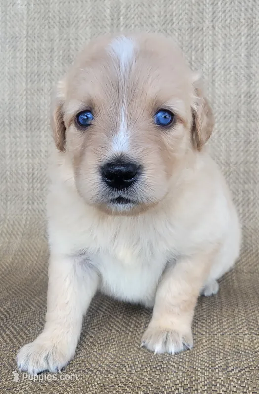 Waffles  – Australian Shepherd, Golden Retriever puppy for sale in Limestone, TN