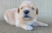 Dollie , a female Australian Shepherd and Golden Retriever for sale in Limestone, TN – 2 of 4