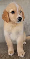 Princess , a female Australian Shepherd and Golden Retriever for sale in Limestone, TN – 4 of 6