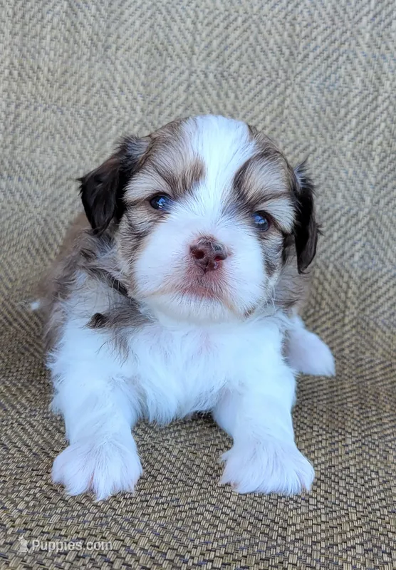 Sofia – Shichon puppy for sale in Limestone, TN