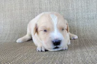 Blake , a male Australian Shepherd and Golden Retriever for sale in Limestone, TN – 2 of 3