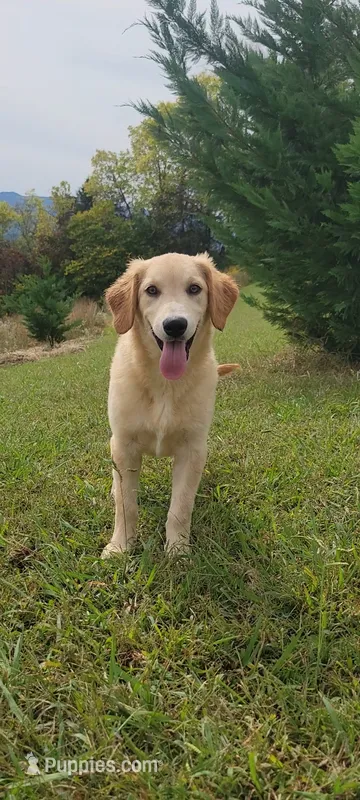 Elsa  – Australian Shepherd, Golden Retriever puppy for sale in Limestone, TN