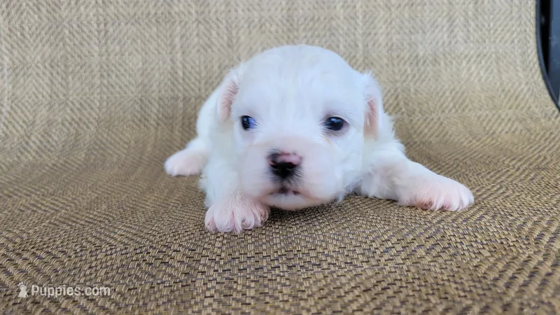 Pearl  – Shichon puppy for sale in Limestone, TN
