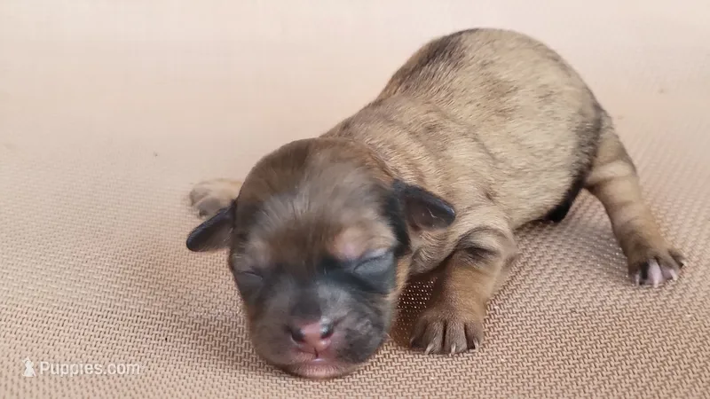 Paris – Shihpoo puppy for sale in Limestone, TN