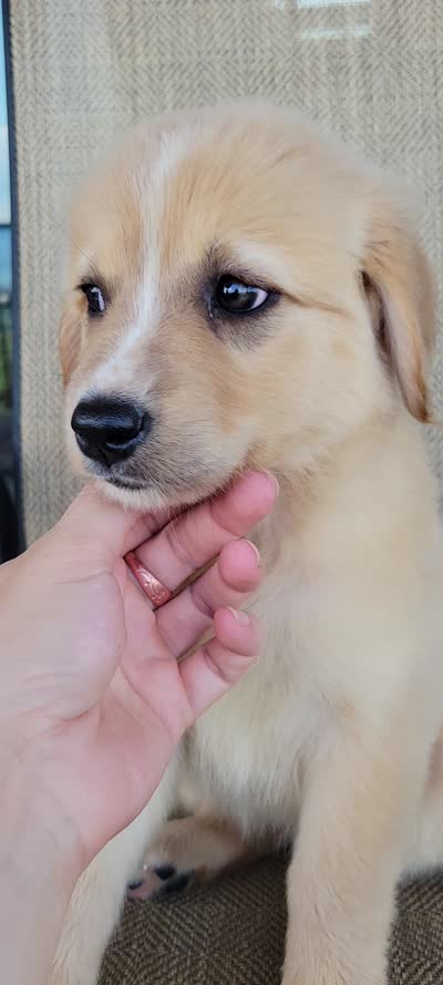 Candie, a female Australian Shepherd and Golden Retriever for sale in Limestone, TN – 8 of 8