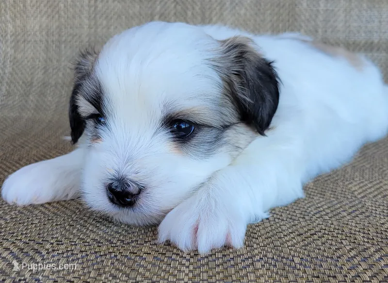 Levi – Shichon puppy for sale in Limestone, TN