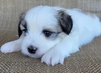 Levi, a male Shichon for sale in Limestone, TN – 1 of 4