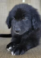 Bear, a male Australian Shepherd and Golden Retriever for sale in Limestone, TN – 3 of 8