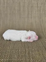 Pearl , a female Shichon for sale in Limestone, TN – 2 of 2
