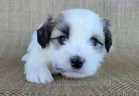 Levi, a male Shichon for sale in Limestone, TN – 3 of 4