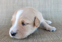 Princess , a female Australian Shepherd and Golden Retriever for sale in Limestone, TN – 3 of 3