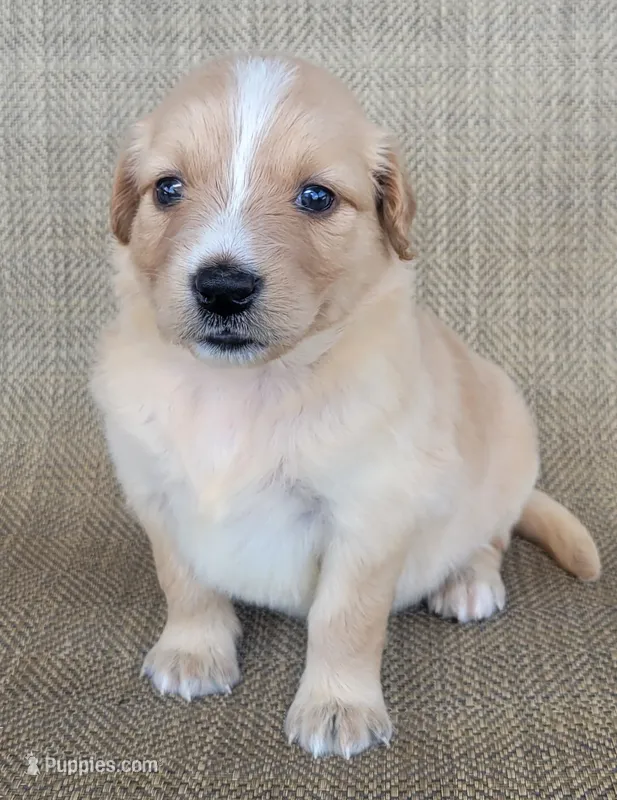 Princess  – Australian Shepherd, Golden Retriever puppy for sale in Limestone, TN