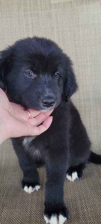 Bluey, a male Australian Shepherd and Golden Retriever for sale in Limestone, TN – 8 of 8