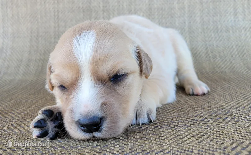 Candie – Australian Shepherd, Golden Retriever puppy for sale in Limestone, TN