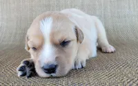 Candie, a female Australian Shepherd and Golden Retriever for sale in Limestone, TN – 1 of 4