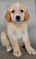 Princess , a female Australian Shepherd and Golden Retriever for sale in Limestone, TN – 5 of 6