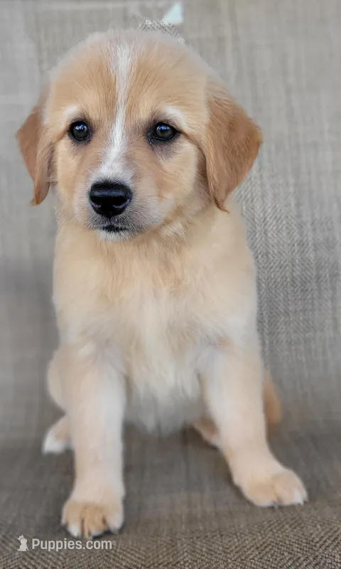Candie – Australian Shepherd, Golden Retriever puppy for sale in Limestone, TN