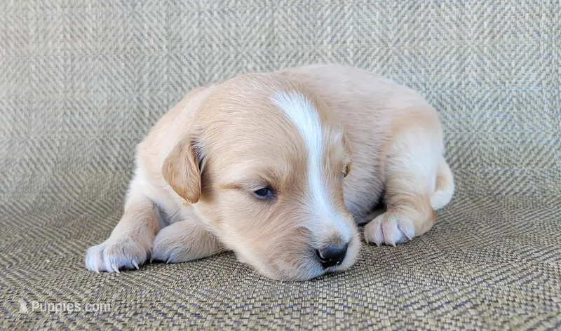 Princess  – Australian Shepherd, Golden Retriever puppy for sale in Limestone, TN