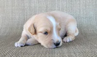 Princess , a female Australian Shepherd and Golden Retriever for sale in Limestone, TN – 1 of 3