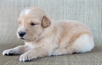 Dollie , a female Australian Shepherd and Golden Retriever for sale in Limestone, TN – 3 of 4