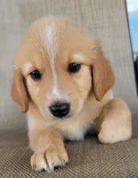 Princess , a female Australian Shepherd and Golden Retriever for sale in Limestone, TN – 2 of 6