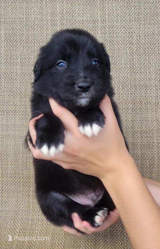 Bluey – Australian Shepherd, Golden Retriever puppy for sale in Limestone, TN