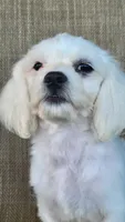 Pearl , a female Shichon for sale in Limestone, TN – 2 of 4