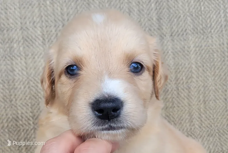 Elsa  – Australian Shepherd, Golden Retriever puppy for sale in Limestone, TN