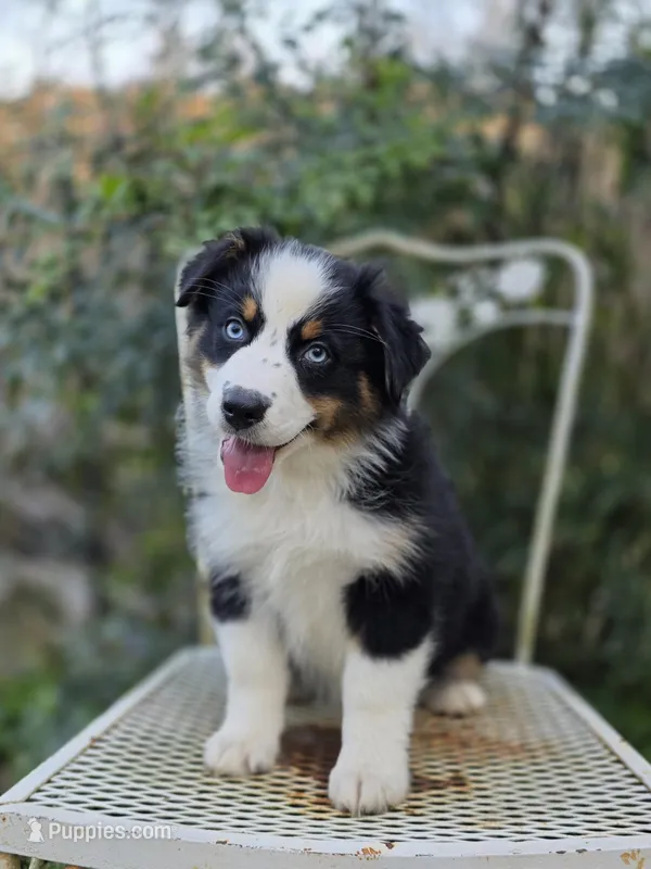 Latte – Australian Shepherd puppy for sale in Dahlonega, GA