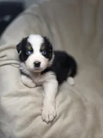 Redeye, a male Australian Shepherd for sale in Dahlonega, GA – Photo 1 of 9