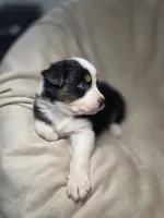 Redeye, a male Australian Shepherd for sale in Dahlonega, GA – Photo 8 of 9