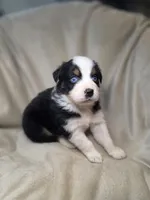 Redeye, a male Australian Shepherd for sale in Dahlonega, GA – Photo 7 of 9