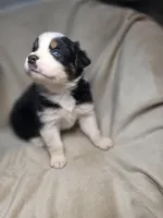 Redeye, a male Australian Shepherd for sale in Dahlonega, GA – Photo 6 of 9