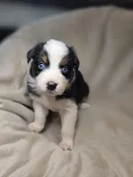 Redeye, a male Australian Shepherd for sale in Dahlonega, GA – Photo 3 of 9
