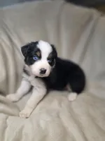 Redeye, a male Australian Shepherd for sale in Dahlonega, GA – Photo 2 of 9