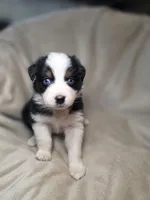 Redeye, a male Australian Shepherd for sale in Dahlonega, GA – Photo 5 of 9