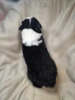 Redeye, a male Australian Shepherd for sale in Dahlonega, GA – Photo 9 of 9