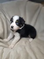 Redeye, a male Australian Shepherd for sale in Dahlonega, GA – Photo 4 of 9