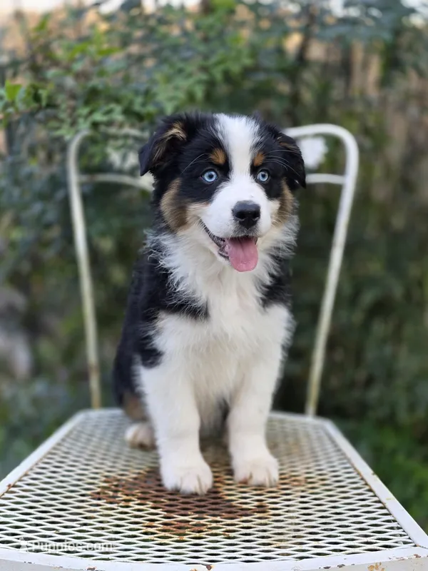 Redeye – Australian Shepherd puppy for sale in Dahlonega, GA