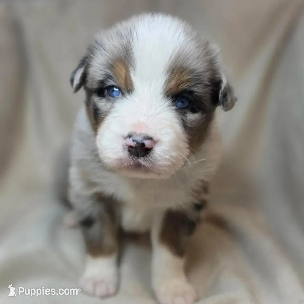 Frappe, a female Australian Shepherd for sale in Dahlonega, GA – Photo 2 of 7
