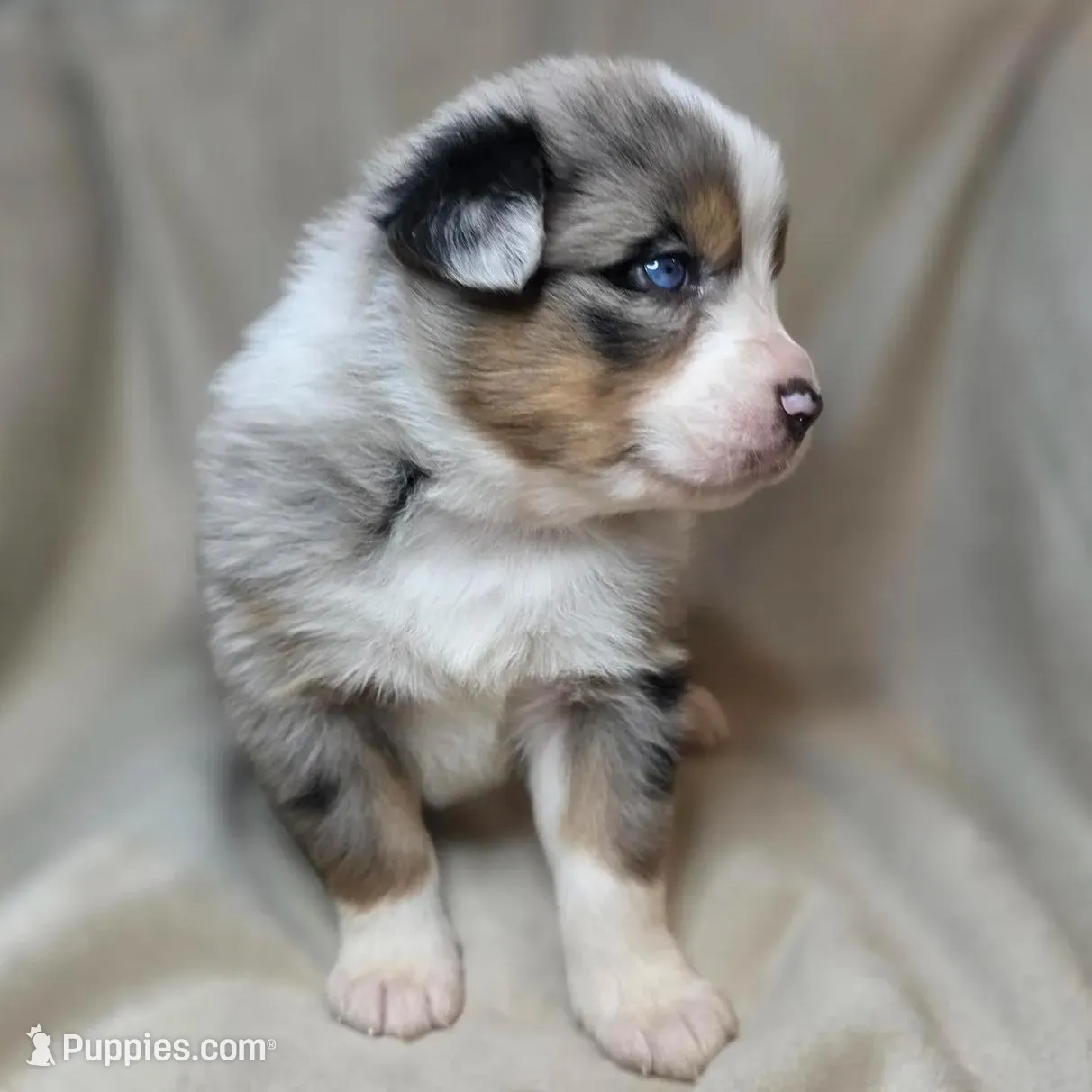 Frappe, a female Australian Shepherd for sale in Dahlonega, GA – Photo 4 of 7