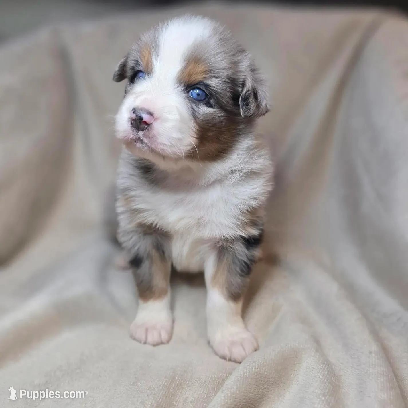 Frappe, a female Australian Shepherd for sale in Dahlonega, GA – Photo 5 of 7