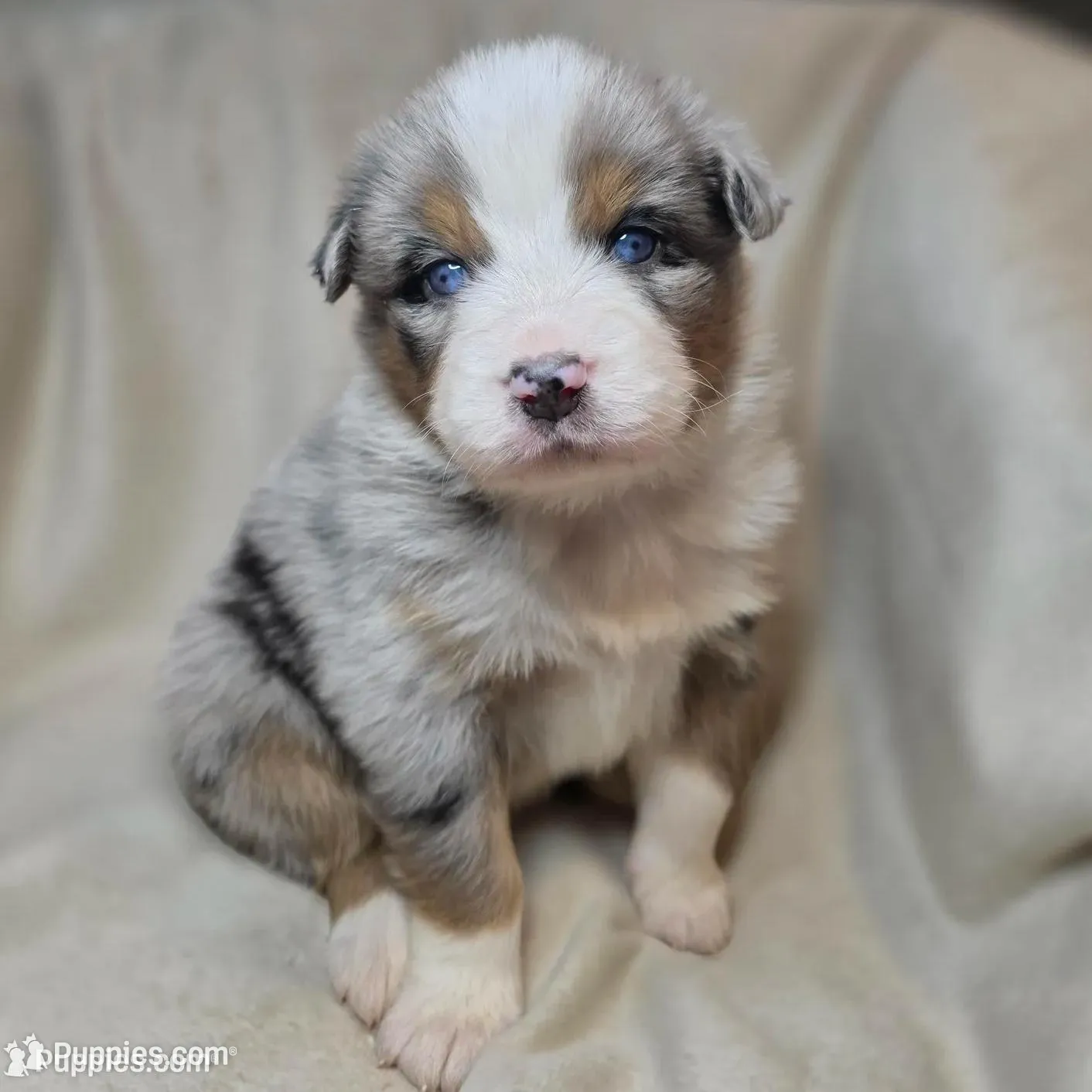 Frappe, a female Australian Shepherd for sale in Dahlonega, GA – Photo 3 of 7