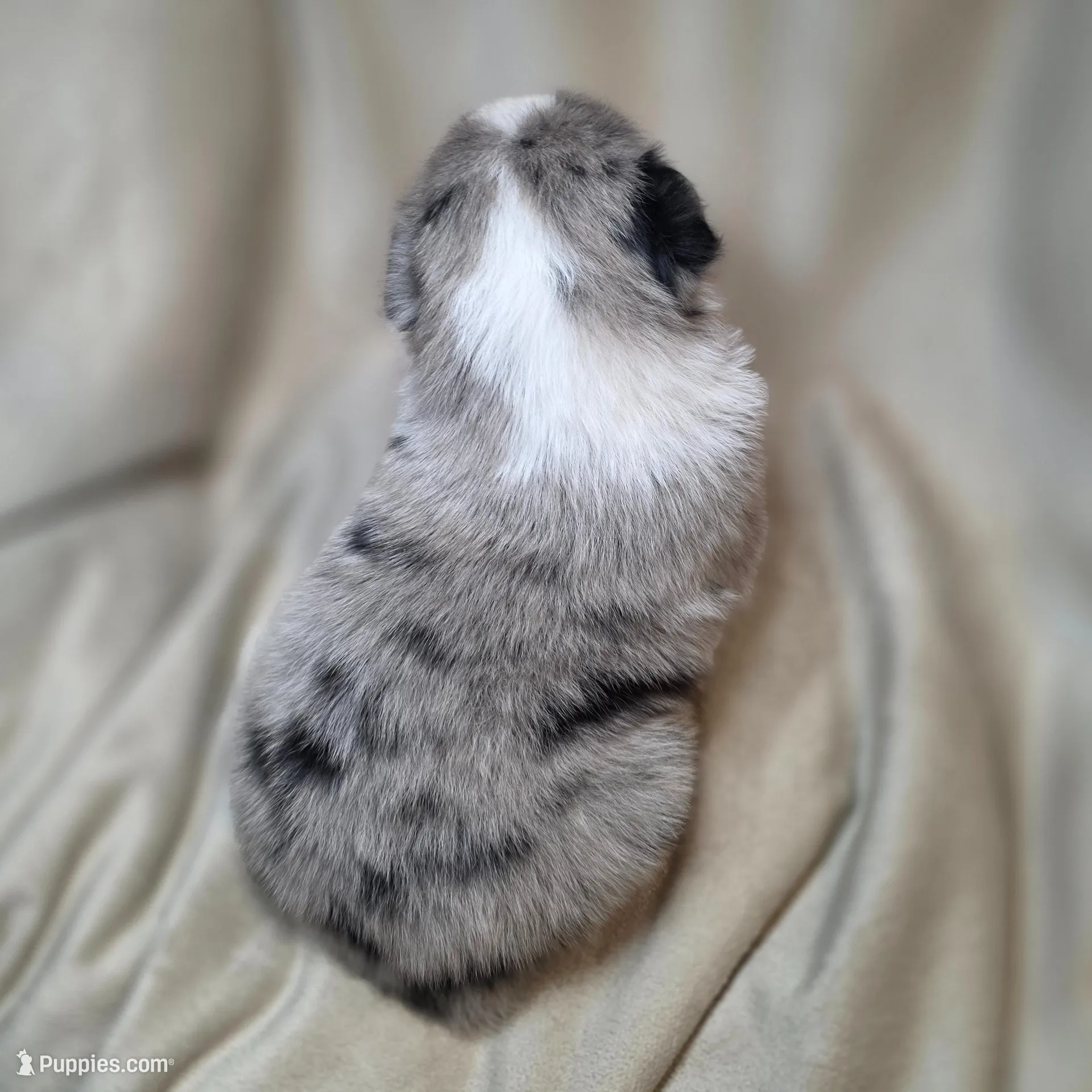 Frappe, a female Australian Shepherd for sale in Dahlonega, GA – Photo 7 of 7