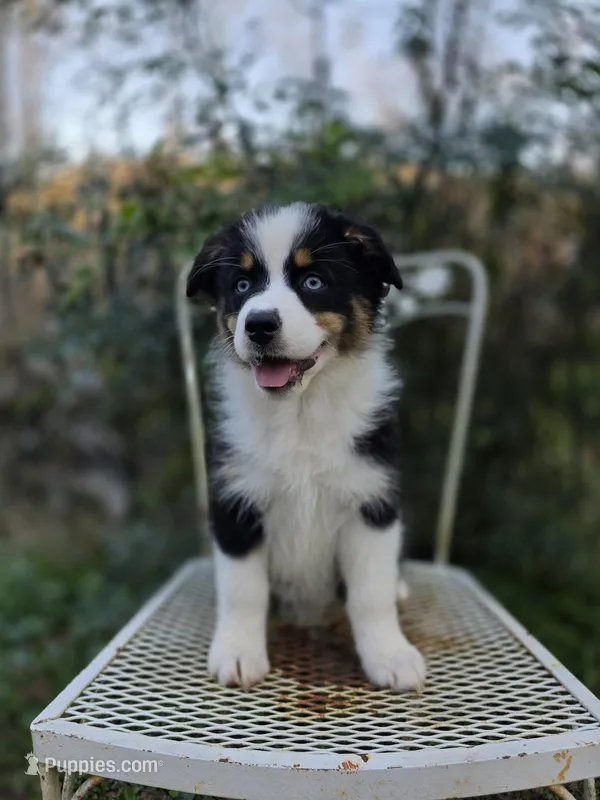 Java – Australian Shepherd puppy for sale in Dahlonega, GA
