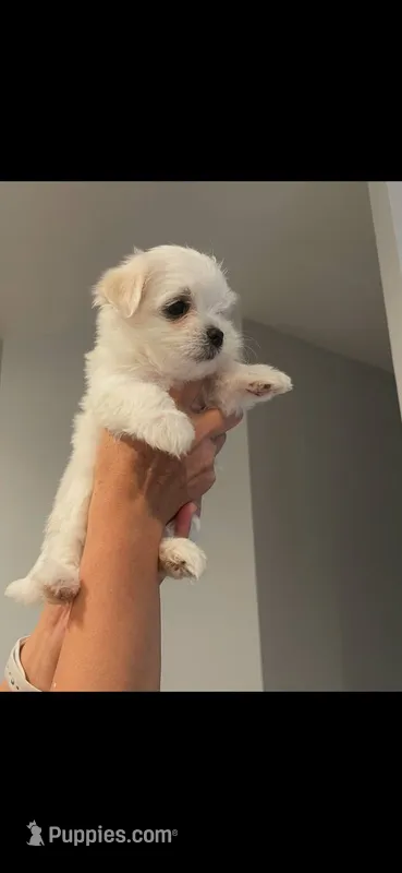 maltese – Maltese puppy for sale in Spokane, WA