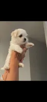 maltese, a male Maltese for sale in Spokane, WA – 1 of 3
